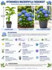Hortensia paniculé 'Bodensee', 20–30 cm – Hydrangea Voir les images du produit 2