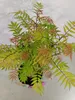 Sorbaria sorbifolia "Sem", ihličnany, 3-litrový kvetináč Náhľad obrázku produktu 5