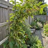 x2 Actinidia Arguta Issai P15 H60 Produktbild-Vorschau 3