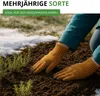 Thymian Deutscher Winter Samen - Thymus vulgaris - Produktbild-Vorschau 4