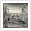 Poster - Poster ohne Rahmen - Brücke Pier Sepia - 40x40 cm Produktbild-Vorschau 1