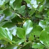 2 x arbre à feuilles caduques - Griselinia littoralis | Voir les images du produit 1