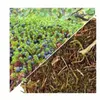 Herbs from Poland Kraut der Schwarzen Krähenbeere – Produktbild-Vorschau 2