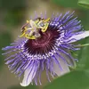 Passiflore Passiflora Purple Haze 40–60 cm – Fleurs Voir les images du produit 9