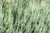 Juniperus scopulorum 'Blue Arrow', Wacholder, säulenförmig, Produktbild-Vorschau 6