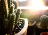 BIOVITA 5L Kakteen und Sukkulenten, Spezial - Substrat, Produktbild-Vorschau 23