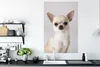 MuchoWow® Poster Porträt eines kleinen weißen Chihuahuas Produktbild-Vorschau 3