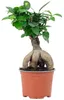 Chinesische Feige - pflegeleichte Zimmerpflanze, Ficus Produktbild-Vorschau 1