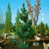 Pinus parviflora 'Glauca', Japanische Kiefer, blau-grün, Produktbild-Vorschau 9