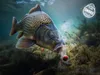 DELPHIN D SNAX SHELL lokstof, 14 mm/30 gram, Rum - Cola Productafbeelding-voorbeeld 3