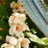 Sol de Janeiro Refresco Paraíso, perfumowany spray do Podgląd zdjęcia produktu 3
