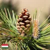 Natürliches Kiefernöl - BIO, 100 % natürlich, 30 ml Produktbild-Vorschau 10