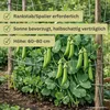 Markerbse Lancet | Markerbsensamen von Dürr Samen Produktbild-Vorschau 7