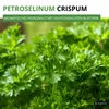 Petersilie Moskrul 2 (Mooskrause) Samen - Petroselinum Produktbild-Vorschau 2
