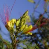 Cespuglio dell'uccello del paradiso (Caesalpinia gilliesii) Anteprima dell’immagine prodotto 1