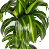 Drachenbaum Hawaiian Sunshine Ø19cm - ↕70 - 90cm Produktbild-Vorschau 3