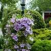 A garden scene with a lamp post covered in purple clematis flowers, surrounded by lush green bushes and a red-roofed building in the background. Produktbild-Vorschau