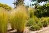 Stipa tenuissima 'Ponytails', Ziergras, ca. 1L Topf Produktbild-Vorschau 5