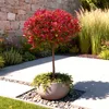 Fotinii Photinia fraseri Carré Rouge, 19cm, wysokosc 90cm, Podgląd zdjęcia produktu 5