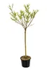 Wierzba arlekinowa, sadzonki 120–140 cm – Salix integra Podgląd zdjęcia produktu 4