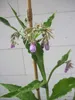Echter Beinwell - Wilder Comfrey - Symphytum officinale - Produktbild-Vorschau 1