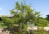 A tree with green leaves stands next to a pond and a stone wall. Produktbild-Vorschau