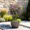 GreenboutiQ - Stamm-Pflanze - Syringa meyeri Palibin - Produktbild-Vorschau 5