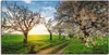 ARTland Leinwandbild Kirschallee Größe: 100x50 cm Produktbild-Vorschau 1