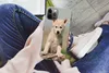 MuchoWow® Handyhülle Schutzhülle Hülle für iPhone 13 Pro Produktbild-Vorschau 3