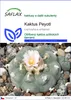 SAFLAX - Kaktus Peyotl - Lophophora williamsii - 20 Semena Náhled obrázku produktu 1
