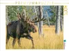 CALVENDO Puzzle Der Star unter Alaskas Wildtieren | 1000 Produktbild-Vorschau 2