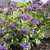 6 x plicník velkoplošný  - Pulmonaria 'Smokey Blue'  | Náhled obrázku produktu 1