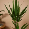 Bloomique - Yucca Elephantipes - Yucca - Plante d’intérieur Voir les images du produit 3