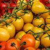 Balkontomaten Balconi yellow Samen - Solanum lycopersicum - Produktbild-Vorschau 5