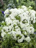Rhododendron obtusum 'Schneeperle', weiß, 15–20 cm Produktbild-Vorschau 13