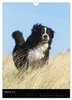Berner Sennenhund 2027 (Wandkalender 2027 DIN A4 hoch), Produktbild-Vorschau 4
