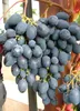Winorośl Kodrianka 2L Podgląd zdjęcia produktu 6