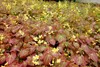 Stauden Gänge 10 x Epimedium x perralchicum 'Frohnleiten' - Produktbild-Vorschau 3