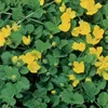 6 x Pfennigkraut - Lysimachia nummularia  | Topf 9cm x 9cm Produktbild-Vorschau 1