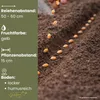 GardenTaurus®  Zuckermais Golden Bantam sehr süß Produktbild-Vorschau 3