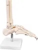 Anatomie Skeleton Model Life Size Anatomická kost kotníku Náhled obrázku produktu 3