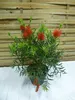 [Palmenlager] Callistemon citrinus 70 cm - Busch- Produktbild-Vorschau 1