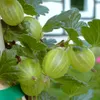 Mucurines grüne süße Stachelbeere Busch nicht behaart und Produktbild-Vorschau 2