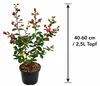 Lagerstroemia indica Purple 40–60 cm – Violette Kreppmyrte Produktbild-Vorschau 5