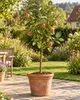 Apfelbaum ‘Roter Boskoop’ 100–120 cm – Malus domestica, Produktbild-Vorschau 1