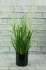 A potted plant with green leaves and feathery white plumes sits in front of a white brick wall. Produktbild-Vorschau
