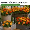 Studentenblumen Bonita Mischung Samen - Tagetes patula - Produktbild-Vorschau 7