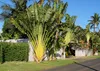 SAFLAX - Baum des Reisenden - Ravenala madagascariensis - 8 Produktbild-Vorschau 7