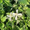 Close-up of two white clematis flowers with green foliage in the background. Produktbild-Vorschau