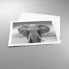 Poster - Poster ohne Rahmen - Elefant Afrika Tier - 70x50 Produktbild-Vorschau 3